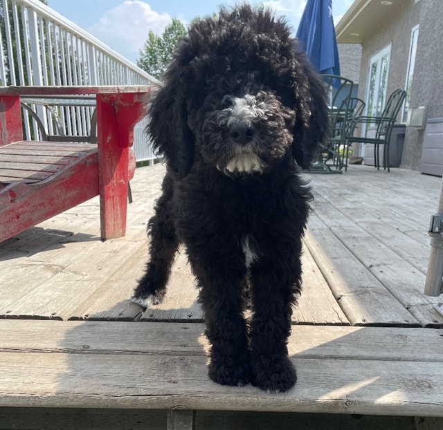 Double Doodles Bernedoodle/Labradoodles Reduced Dogs & Puppies for