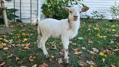 bottle feed ram lamb, View more