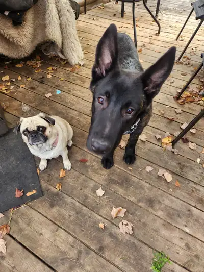 Dutch Shepherd 4 Months Old, View more