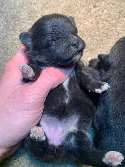 Tiny Pomeranian Puppies, View more