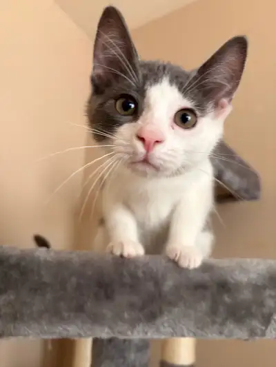 kittens for sale, View more