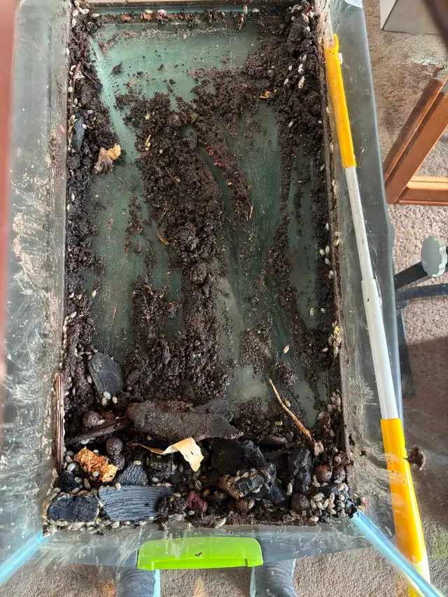 Isopod Colony with 20 gallon tank in Small Animals for Rehoming in Ottawa - Image 3