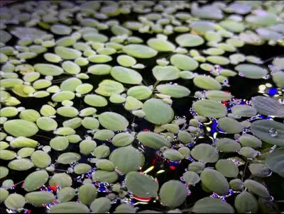 Duckweed - $5 / 10 pieces Each piece is about the size of a loonie. Healthy and vibrant—great for aq...