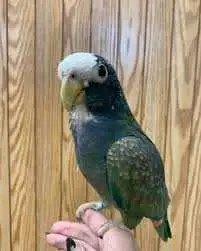 Looking for a Pionus!, View more