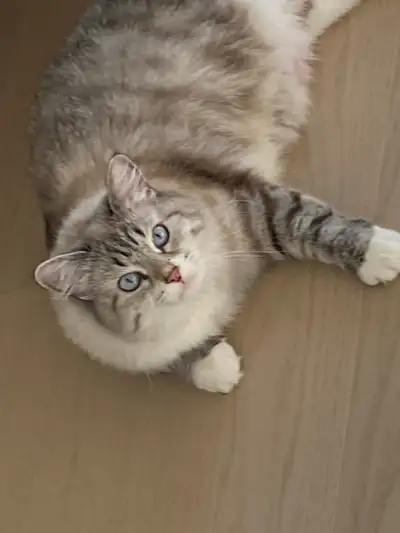 Siberian Neva Masquerade Female Cat for rehoming, View more