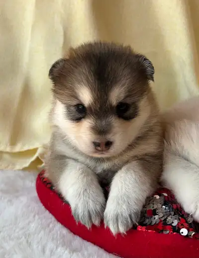 Pomsky puppies, View more