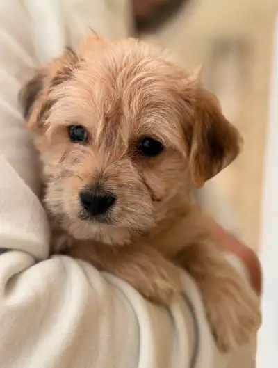 Tiny morkie - 1 boy, View more