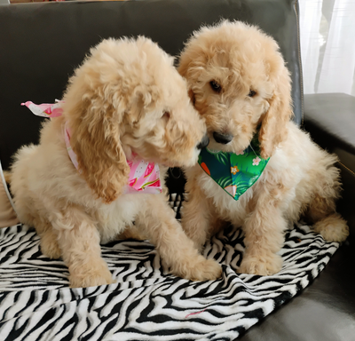 Goldendoodle F1bb caramel, View more