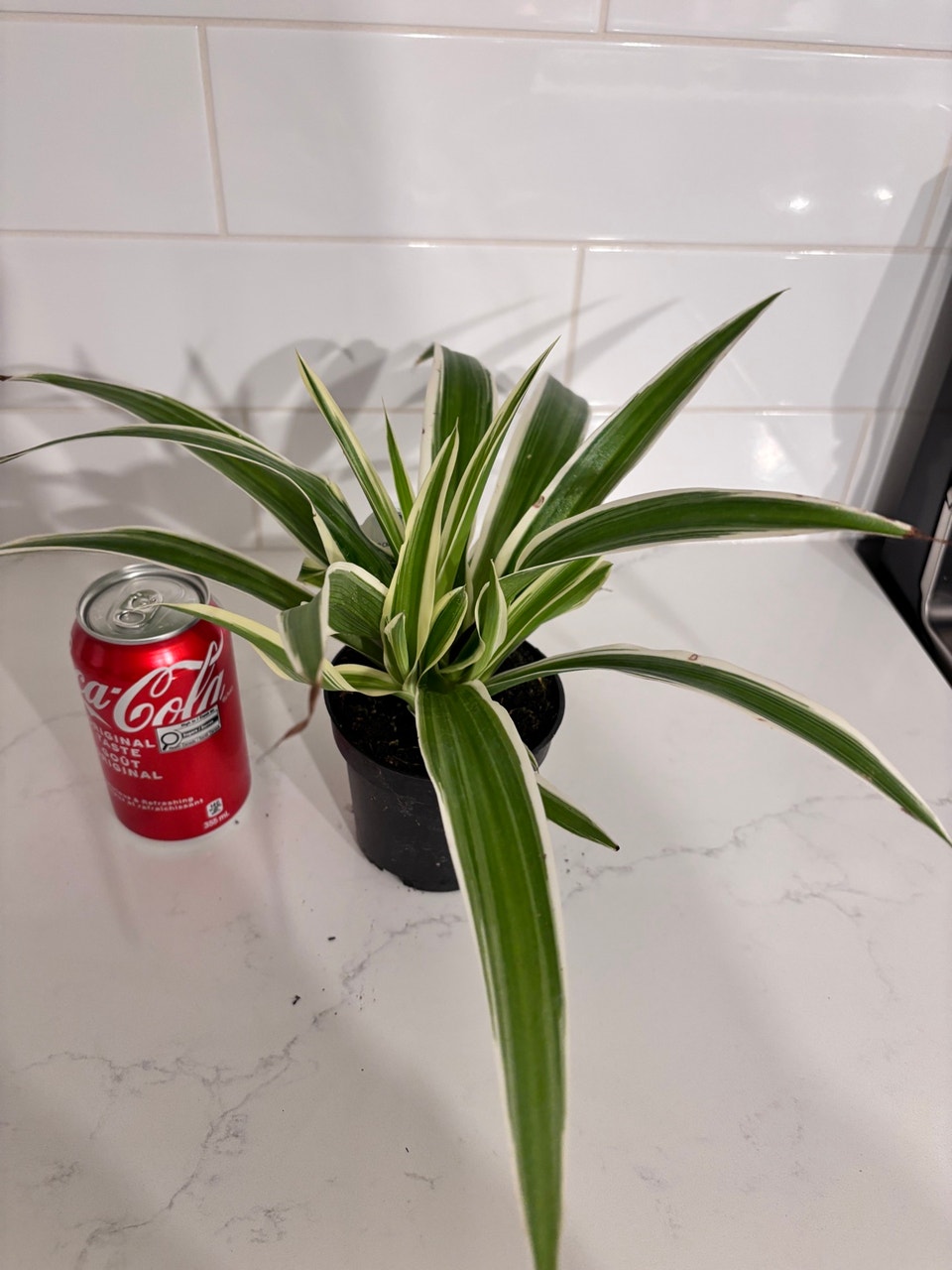 Spider Plant Variegated - 4