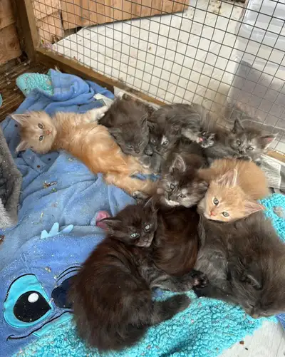 Purebred Maine Coon Kittens!, View more