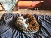 Bengal and 1/2 bengal rehoming