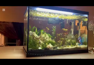 selling baby guppy fish!, View more