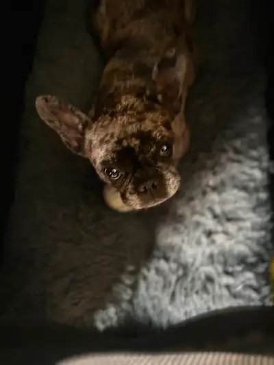 Merle French Bulldog – 5 Years Old – $1200, View more
