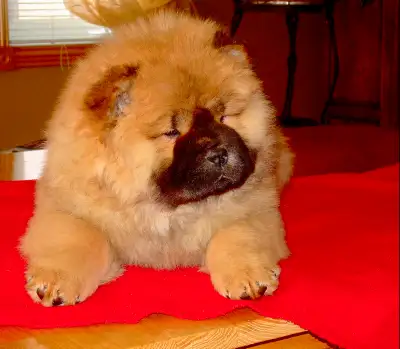 Chow chow la bande a kiwi, View more