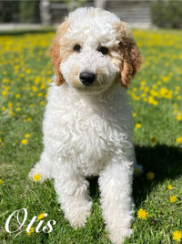 Ready to Go F1b Goldendoodles