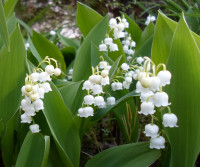 Lily of the valley - perennial - $2