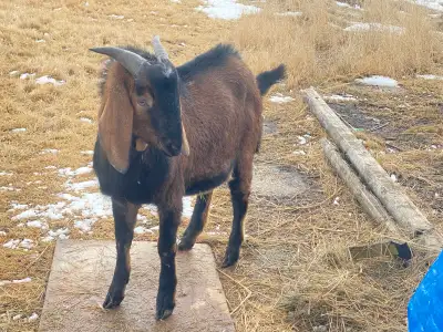 Nubian Buck big boy, View more