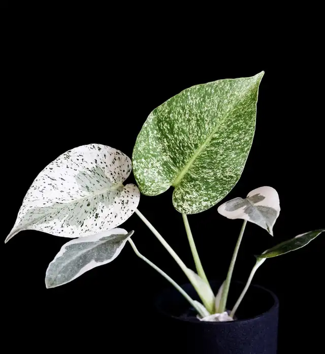 Promo on rooted wetstick monstera variegata in Plants, Fertilizer & Soil in City of Toronto - Image 7