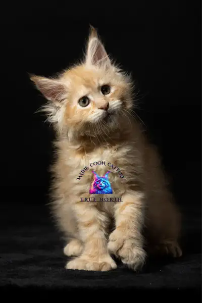 Welcome to True North Maine Coon Cattery – a small, family-run cattery located just outside of Ottaw...