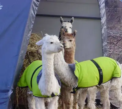 Waterproof Warm Winter Coat: Alpaca Pony Dog, View more