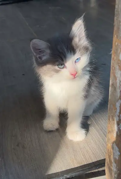 Beautiful farm Heterochromia male kitten. not neutered, not dewormed,
