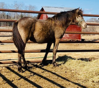 2023 Registered Friesian Sport Filly