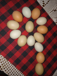 F1 Olive Egger Hatching Eggs