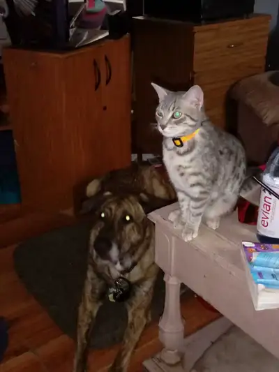 Year old cat., View more