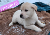 Lab - Great Pyrenees cross Puppies
