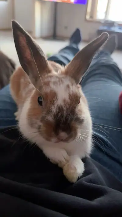 Mini Rex Rabbit, View more