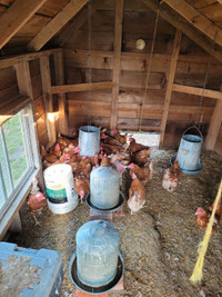ISO Brown Laying hens