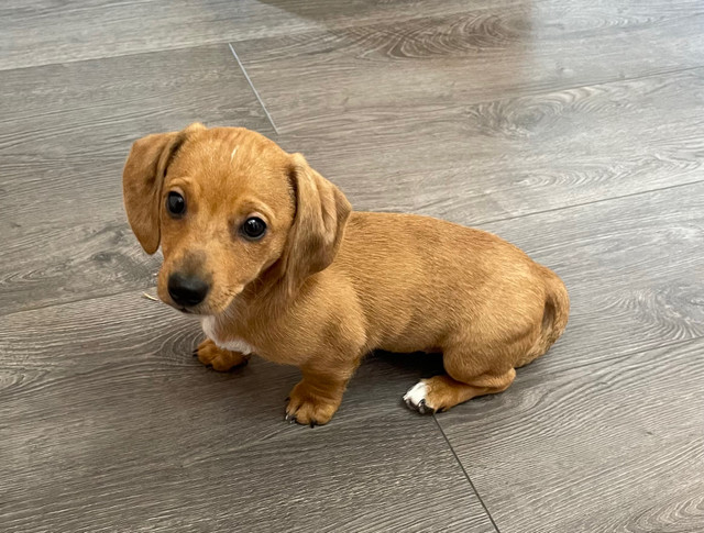 Adorable Pure Breed Miniature Dachshund  in Dogs & Puppies for Rehoming in Edmonton - Image 2