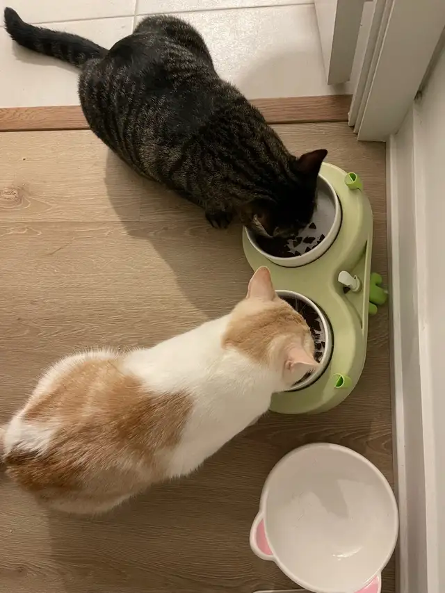 Cat Boarding ：A Loving Home for Your Cat in Animal & Pet Services in City of Toronto - Image 9