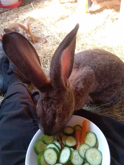 giant Continental Rabbit, View more