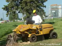 Stump Grinding - Stump Removal Specialist