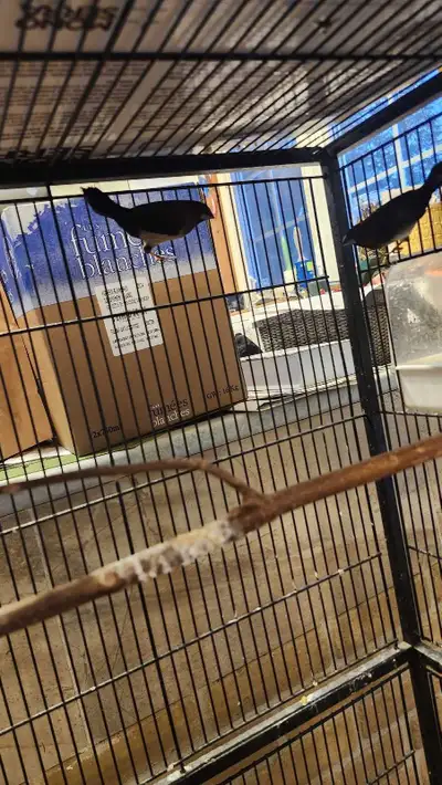 Bonjour j'ai un jeune couple de moineau du japon à vendre 35$ pour les 2 , et un couple de pinsons m...