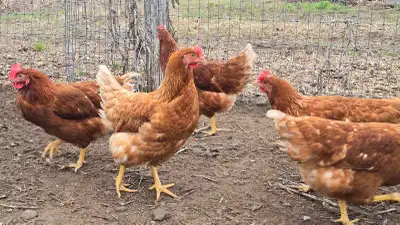 Laying Hens RSL, View more