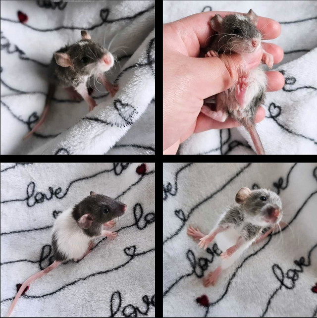 [Iros Rattery] baby rats available for May adoption in Small Animals for Rehoming in Burnaby/New Westminster - Image 4