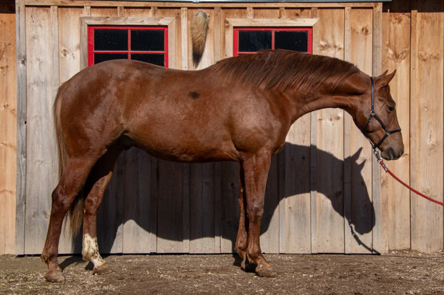 2 year old Quarter Horse Stallion  in Horses & Ponies for Rehoming in Owen Sound - Image 4