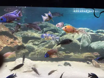 African cichlids Selling all fish African Cichlids OB’s Sulfur Head Elec Blue Hap YoYo loaches Brist...