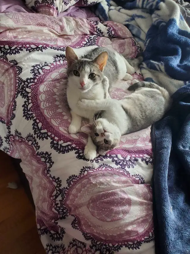 Mama cat and baby in Cats & Kittens for Rehoming in City of Montréal - Image 5