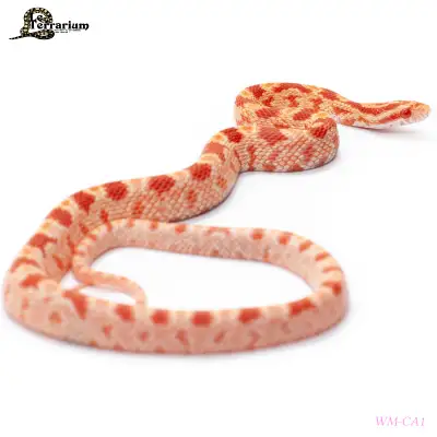 Serpent des blés - Amel het lavender ghost - Femelle, View more