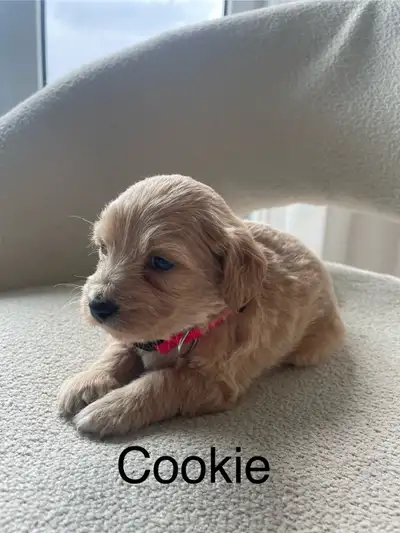 Our precious family dog Rosie had 7 adorable puppies on May 13. The mom Rosie is a Maltese/Shih Tzu...