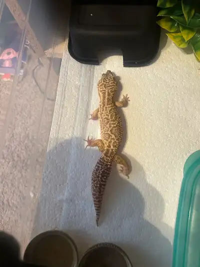 Female Leopard Gecko , View more