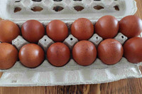 Black Copper Maran Hatching Eggs