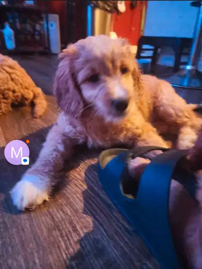 Mini Golden Doodle 10 weeks old, View more