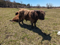 Highland bull