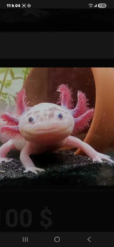 Axolotls, View more