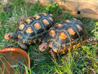 Two Beautiful Marbled Cherry Head Tortoises - extremely rare!!!