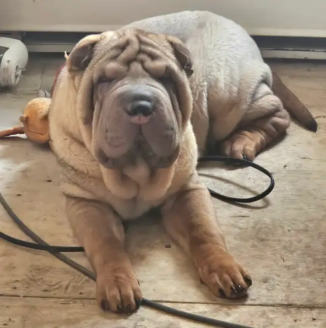 Chien Shar-pei a Vendre! in Dogs & Puppies for Rehoming in Laurentides - Image 4